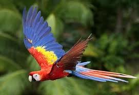 flying macaw in wild